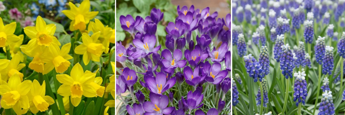 kolaz-cibuloviny-vhodne-k-rychleni-2